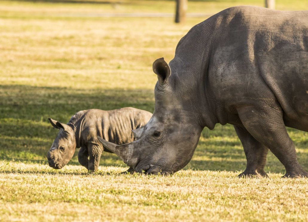 What's New for Spring and Summer Travel at Busch Gardens