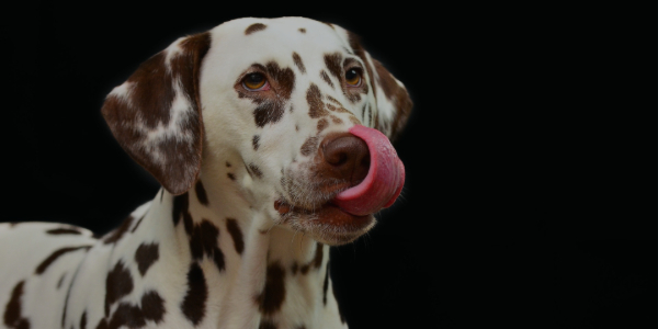 Aldi frozen outlet dog treats