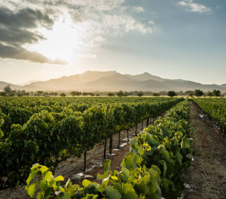 How Can South Africa's Wine Industry Recover From COVID-19?