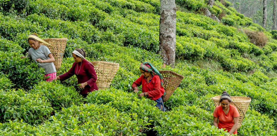 Nepal Tea Collective Brings More Transparency to the Tea Industry