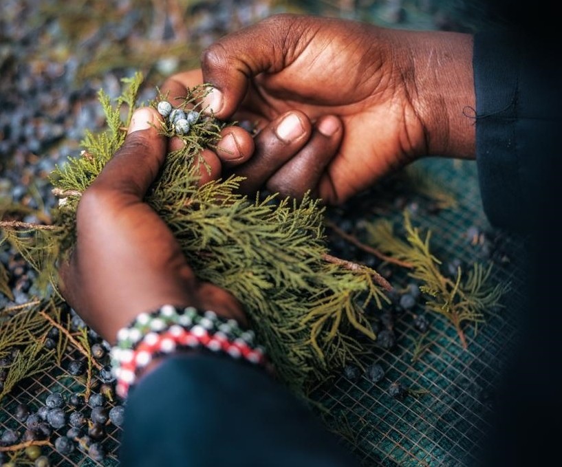 Procera Gin: A Taste of Fresh African Juniper Gin