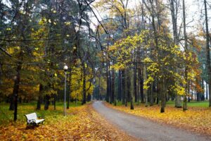 How to Reduce Your Risk of an Accident During the Fall