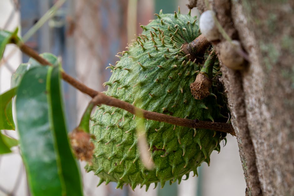 Soursop Nutrition: A Delicious Boost for Your Immune Health