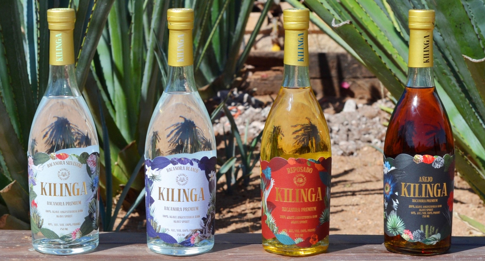 Kilinga Bacanora: Discover Sonora’s Artisan Agave Spirit