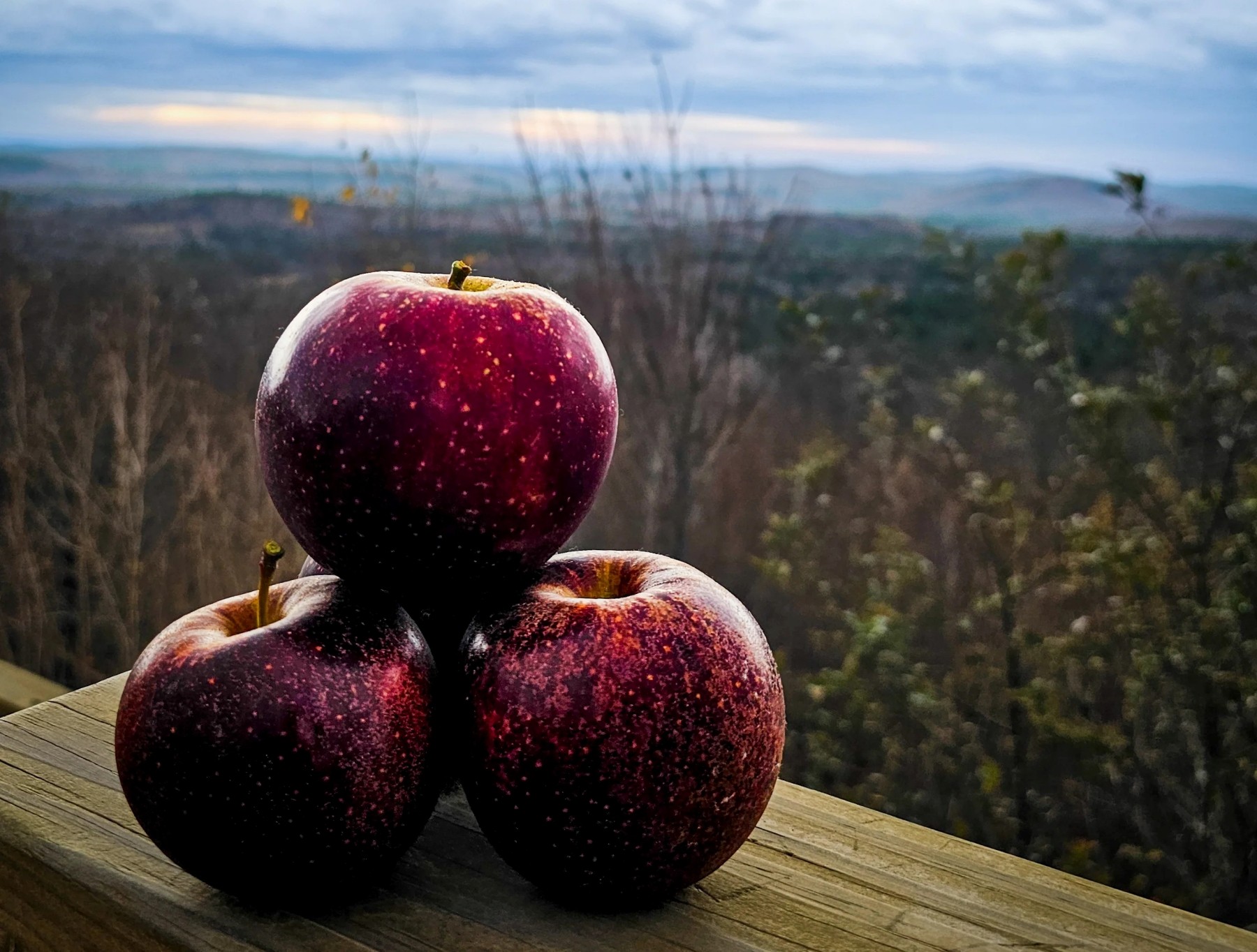 Fall is All About Apples and Sauvage Distillery Is Raising the Bar