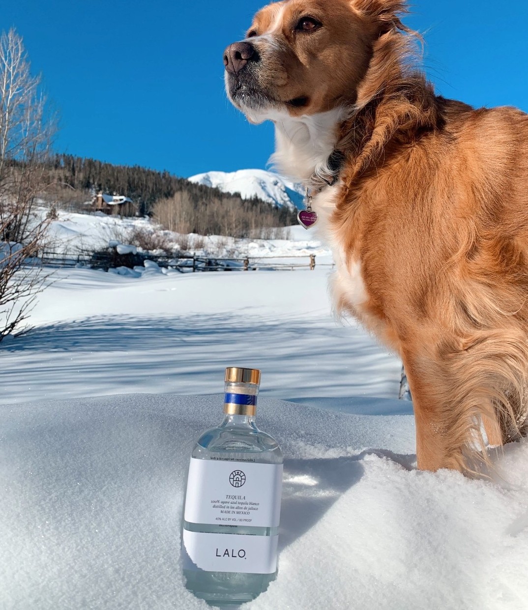 6 More Weeks of Winter? Warm Up with LALO Tequila’s Hot Toddy